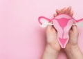 Woman hands holding decorative model uterus on pink background.