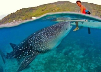 Agoda, WWF extend Asia partnership for another 5 years