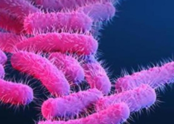 All you need to know about: shigellosis