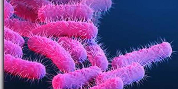 All you need to know about: shigellosis