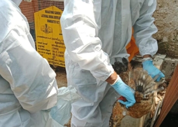 Avian influenza: culling of birds begins in Kozhikode