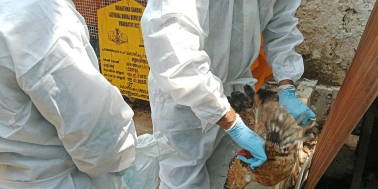 Avian influenza: culling of birds begins in Kozhikode