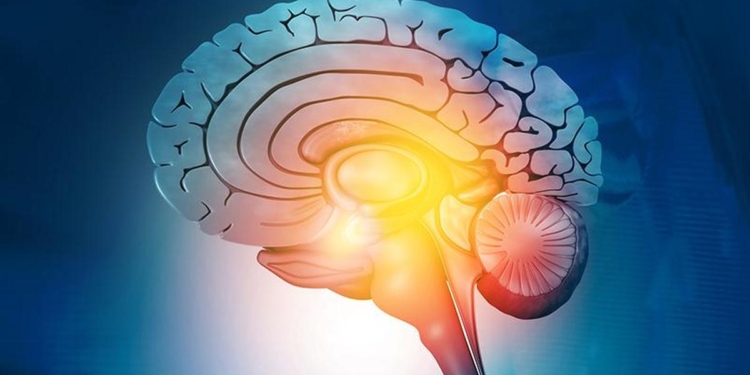 Brain tumours take control of sugar metabolism to grow, study suggests