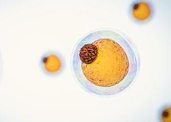 Fat cells burn energy to make heat – making them the next frontier of weight loss therapies