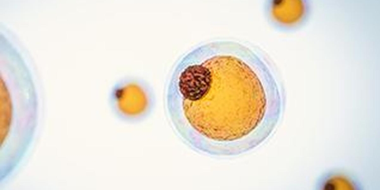 Fat cells burn energy to make heat – making them the next frontier of weight loss therapies