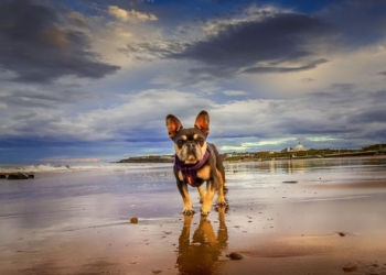 From beaches to Baguio: Vet gives travel tips for dog owners