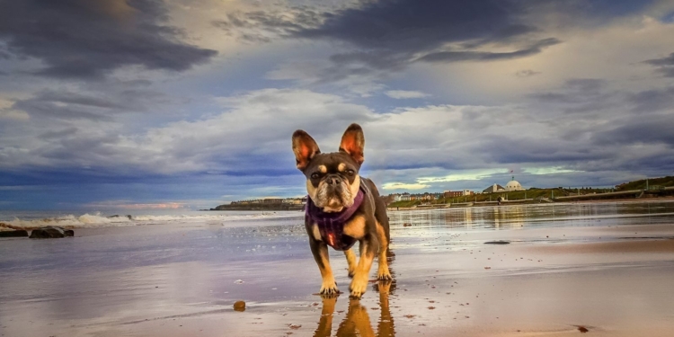 From beaches to Baguio: Vet gives travel tips for dog owners