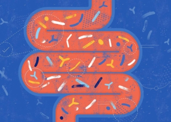 Modulating gut microbiome may help reverse ageing-related memory loss: Study