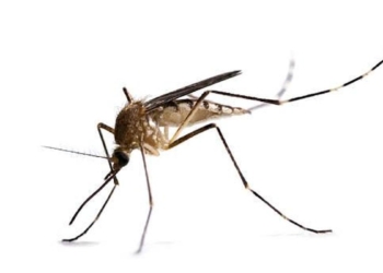 Mosquitoes carrying malaria are evolving more quickly than insecticides can kill them – researchers pinpoint how