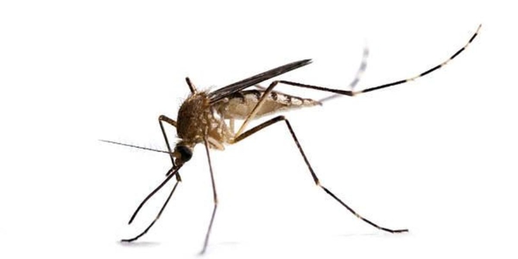 Mosquitoes carrying malaria are evolving more quickly than insecticides can kill them – researchers pinpoint how