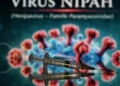 Nipah virus could turn into something “far more severe”, scientists warn