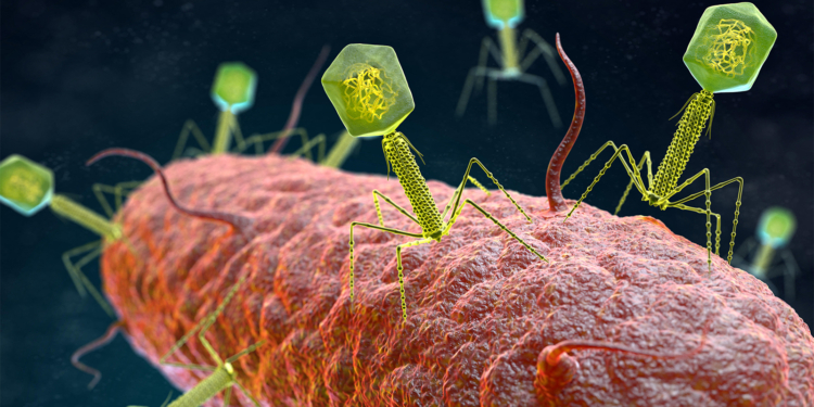 Phage Therapy Promising in Multi-Drug Resistant Infections in Cystic Fibrosis