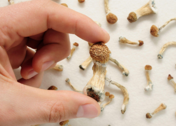 Psilocybin Failed to Live Up to Hype for Treatment-Resistant Depression