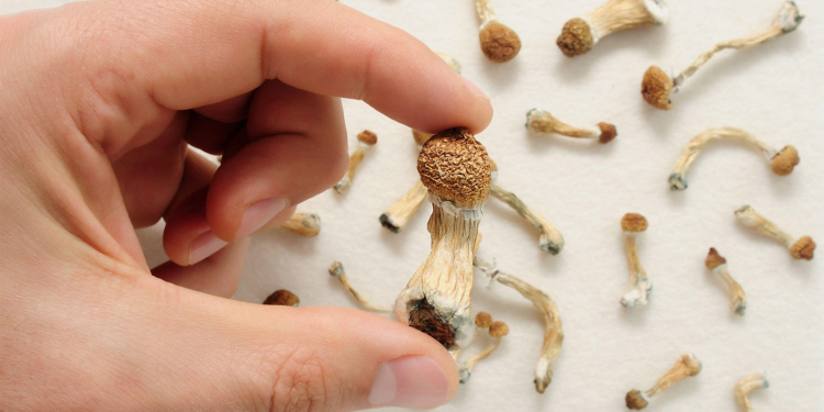 Psilocybin Failed to Live Up to Hype for Treatment-Resistant Depression