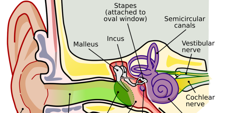 Quiz: On hearing health