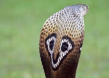 Shivamogga reports most cases and Koppal most deaths, as Karnataka sees sharp rise in snakebites