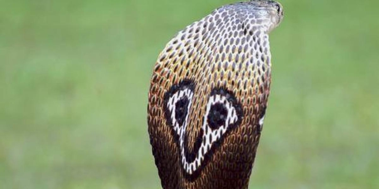 Shivamogga reports most cases and Koppal most deaths, as Karnataka sees sharp rise in snakebites