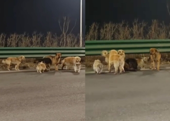 Viral story of 7 dogs in China escaping is fake, sort of