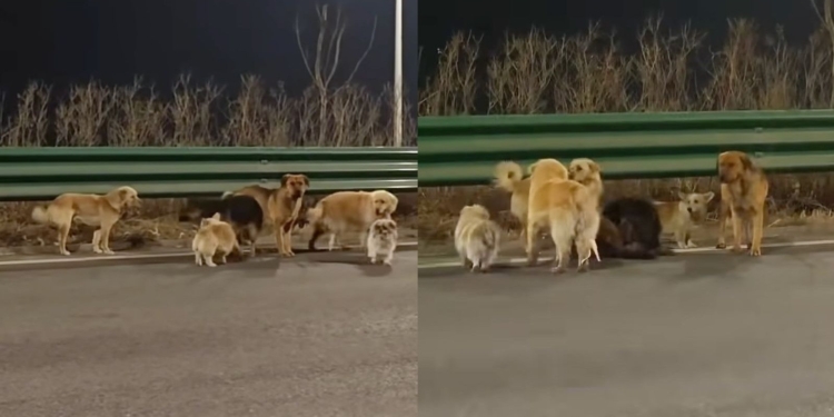 Viral story of 7 dogs in China escaping is fake, sort of