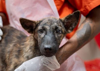 A dog is held by a worker at a dog shelter in Phuket, Thailand.