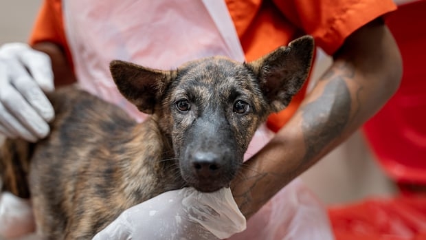A dog is held by a worker at a dog shelter in Phuket, Thailand.