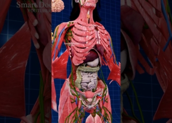 The Power Trio: Pancreas, Liver, and Gallbladder ✨