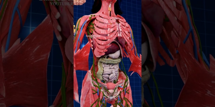 The Power Trio: Pancreas, Liver, and Gallbladder ✨