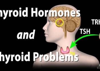 Thyroid Gland, Hormones and Thyroid Problems, Animation