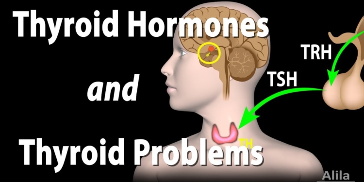 Thyroid Gland, Hormones and Thyroid Problems, Animation