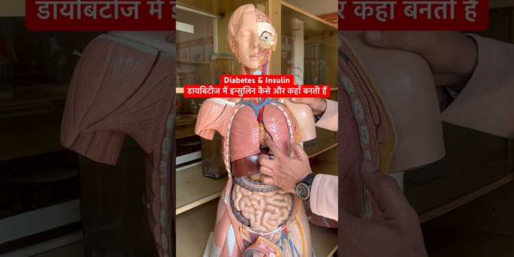 Diabetes, Insulin & Pancreas । डायबिटीज में इन्सुलिन कैसे और कहाँ बनती हैं #viral #shorts #trending