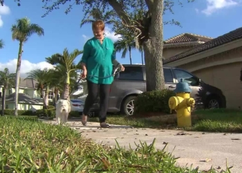 Study touts health benefits of dog walking for seniors