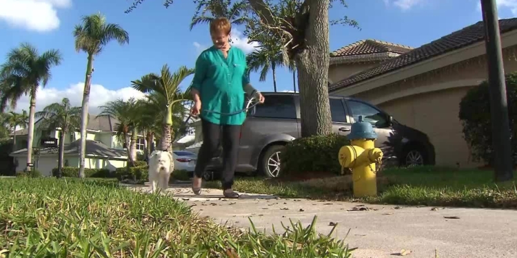 Study touts health benefits of dog walking for seniors