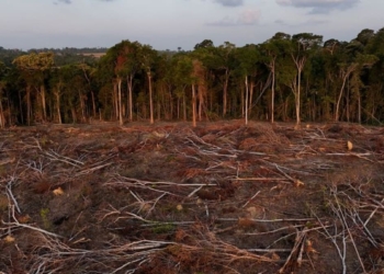 Tropical forest loss eases in 2025 from record high, report shows