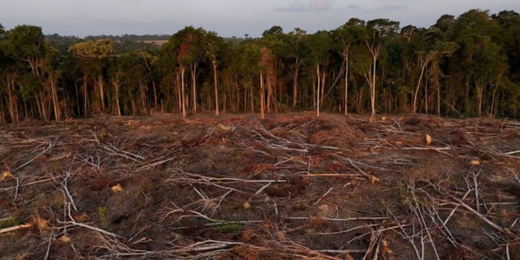 Tropical forest loss eases in 2025 from record high, report shows