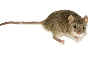 Aerobic exercise creates a muscle protein that boosts mouse memory