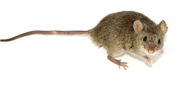 Aerobic exercise creates a muscle protein that boosts mouse memory