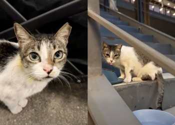 Animal volunteer group honors community cat Ghost, calls for justice continue