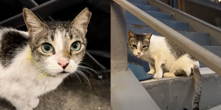 Animal volunteer group honors community cat Ghost, calls for justice continue