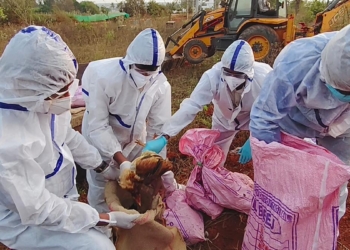 Bird flu in Bengaluru? H5N1 virus detected in Hesaraghatta poultry centre; no need for panic, says Dinesh Gundu Rao