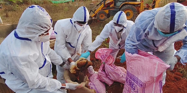 Bird flu in Bengaluru? H5N1 virus detected in Hesaraghatta poultry centre; no need for panic, says Dinesh Gundu Rao