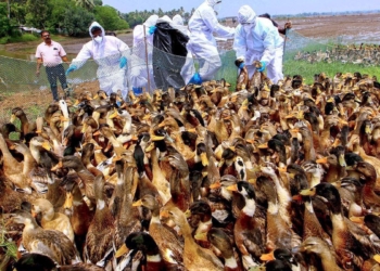 Bird flu outbreak confirmed in Kottayam district