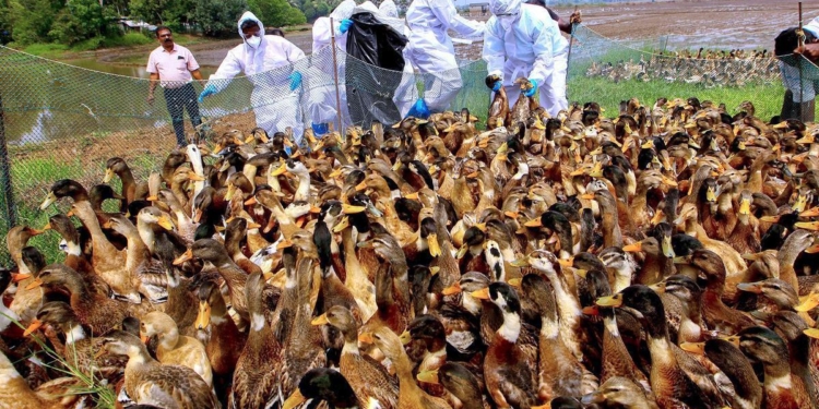 Bird flu outbreak confirmed in Kottayam district