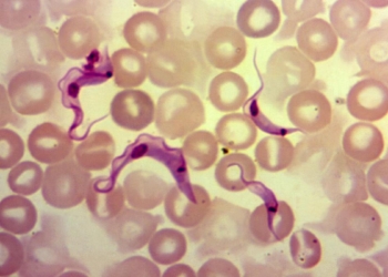 CDC warns of drug-resistant salmonella infections linked to backyard poultry