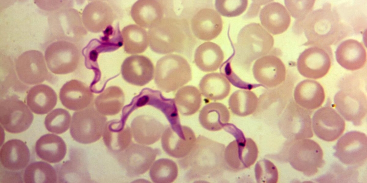 CDC warns of drug-resistant salmonella infections linked to backyard poultry