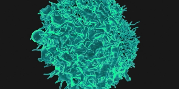 Enhanced CAR-T therapy clears solid tumours by finding ‘faint’ targets