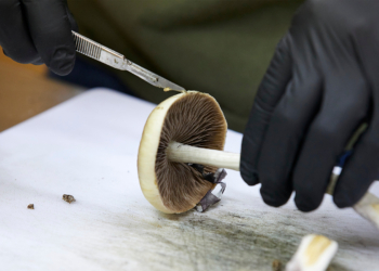 FDA Plans Ultra-Fast Review of Three Psychedelics for Depression, PTSD