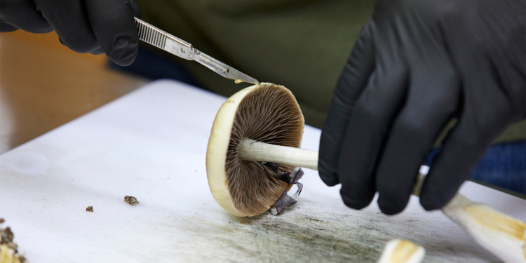 FDA Plans Ultra-Fast Review of Three Psychedelics for Depression, PTSD