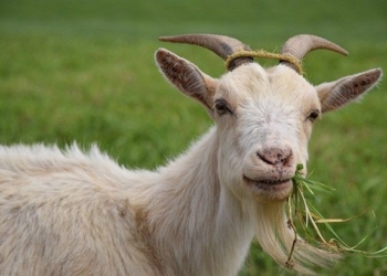 Financial gain, strong romance all set for the Goat in 2026