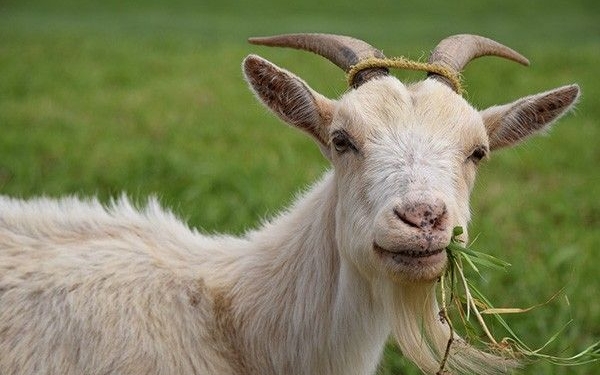 Financial gain, strong romance all set for the Goat in 2026