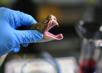 For snakebite management, training crucial for doctors to administer antivenom: experts